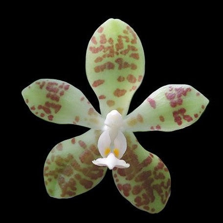 Phalaenopsis doweryensis × sib flask