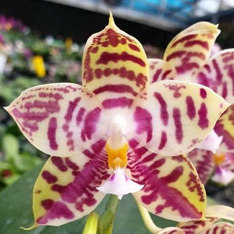 Phalaenopsis Lyndon Mix Zebra '708' 2.5"