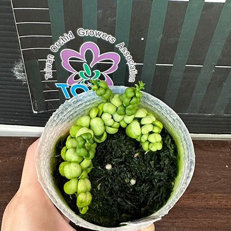 jade dragon plant Dischidia sp. 'Dragon Jade' 3.0" – OrchidBox Wholesale