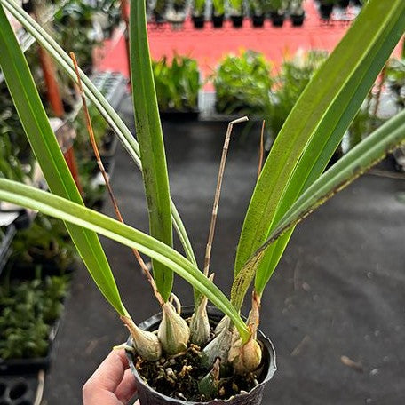 Encyclia cordigera var. alba × sib 2.5"