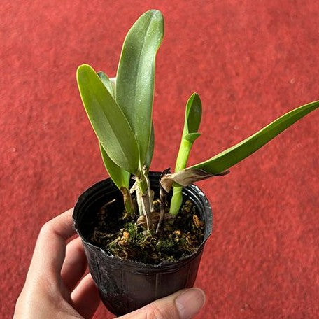 Cattleya bowringiana × sib 2.5"