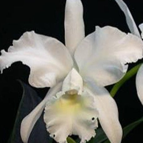 Cattleya jenmanii var. alba 'Fuchs Snow' 2.5"