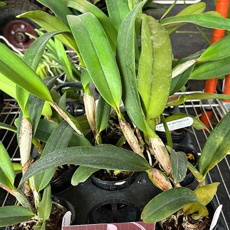 Cattleya jenmanii var. alba 'Fuchs Snow' 2.5"