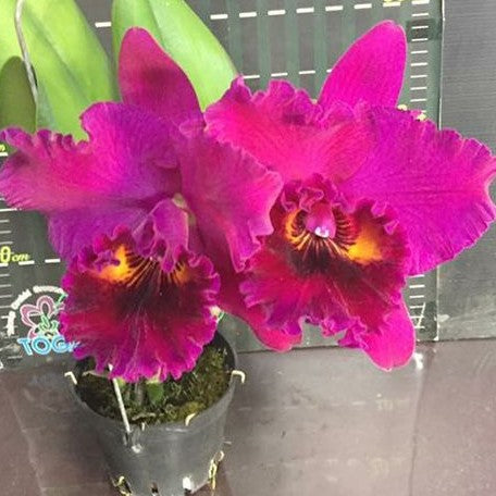 Rhyncholaeliocattleya Sanyung Ruby 'Dawang' 2.5"