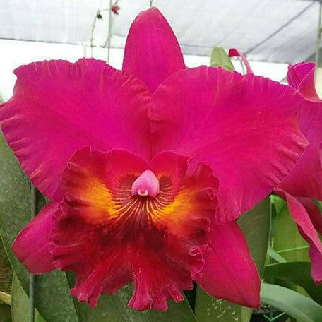 Rhyncholaeliocattleya Sanyung Ruby 'Dawang' 2.5"