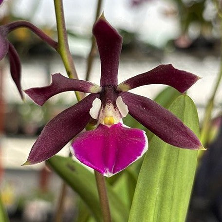 Encyclia prismatocarpum × cordigera 2.5"