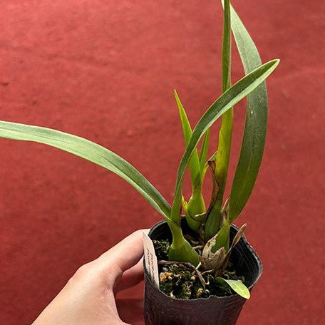 Encyclia prismatocarpum × cordigera 2.5"