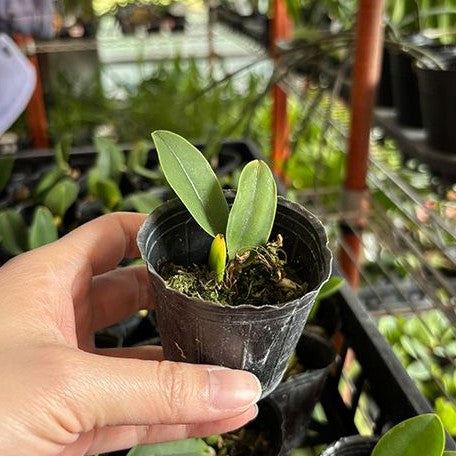 Cattleya walkeriana var. semi alba 'Elixir of Love' × sib 2.0"