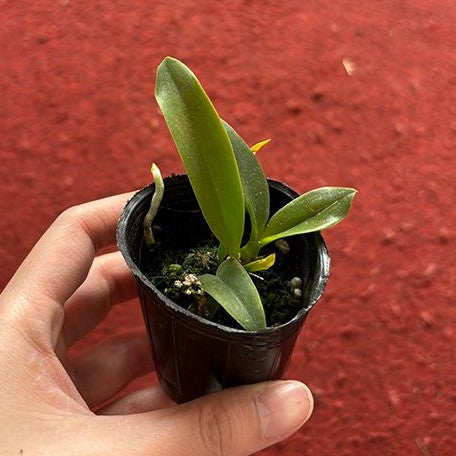 Laelia alaorii × sib 2.0"