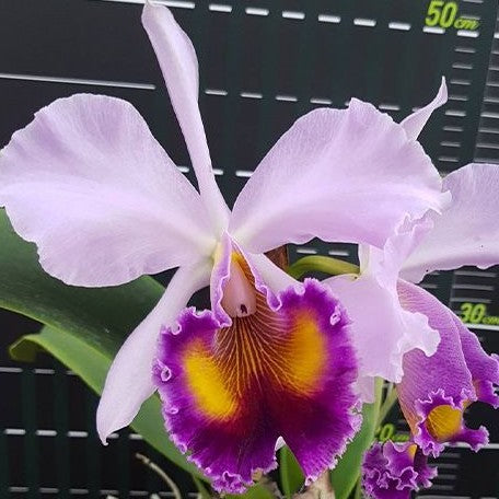 Cattleya(Laeliocattleya) Dinard 'Blue Heaven' 2.5"