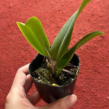 Cattleya(Laeliocattleya) Dinard 'Blue Heaven' 2.5"