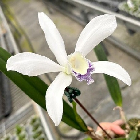 Laelia perrinii var. coerulea × sib 2.5 Laelia perrinii var. coerulea × sib 2.5