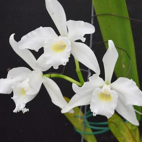 Cattleya(Laelia) purpurata var. alba × sib 2.5"