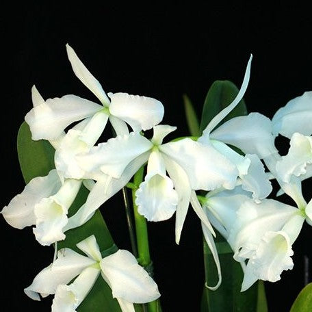 Cattleya(Laelia) purpurata var. alba × sib 2.5"