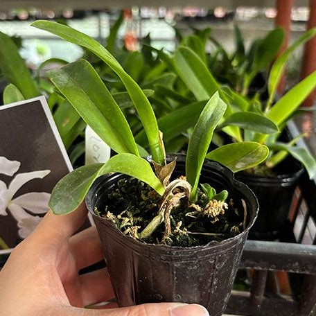 Cattleya(Laelia) purpurata var. alba × sib 2.5"