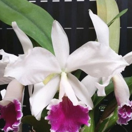 Cattleya labiata var. semi alba × sib 2.5"