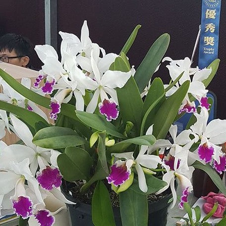 Cattleya labiata var. semi alba × sib 2.5"