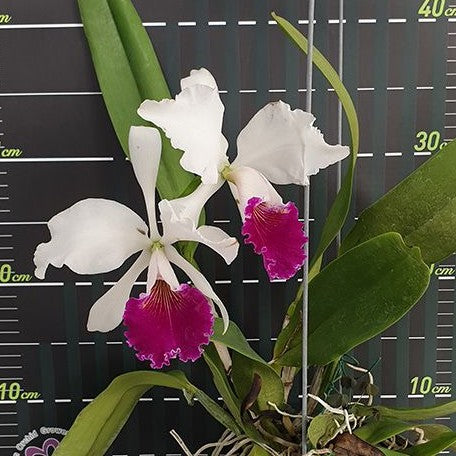 Cattleya labiata var. semi alba × sib 2.5"