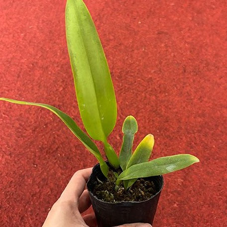 Cattleya labiata var. semi alba × sib 2.5"