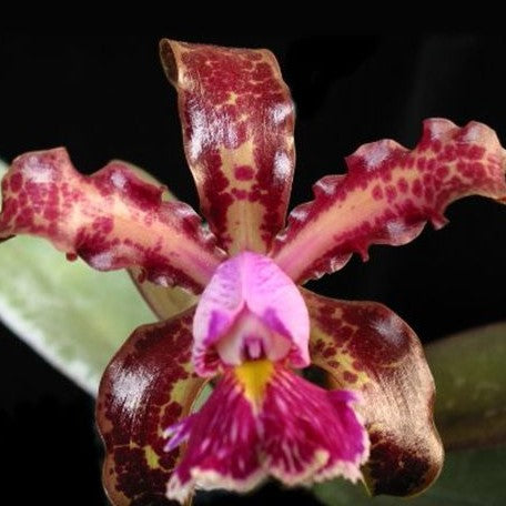 Cattleya schilleriana × sib 2.5"