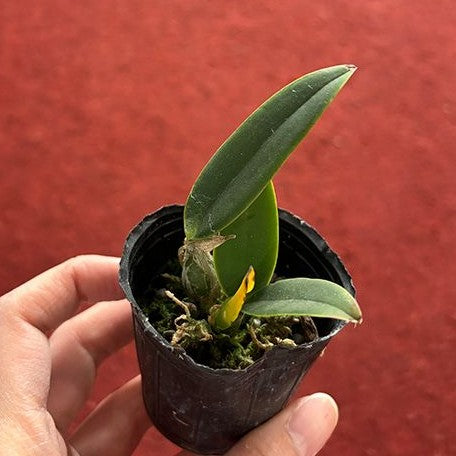 Cattleya nobilior var. amaliae × sib 2.0"