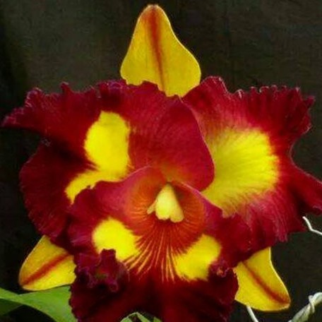 Brassolaeliocattleya Liu's Joyance (variegata) variegated 3.0"