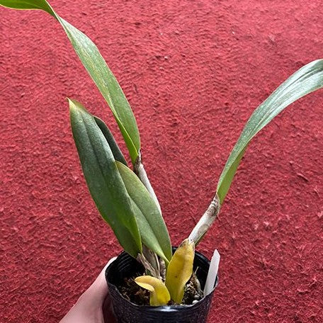 Brassolaeliocattleya Liu's Joyance (variegata) variegated 3.0"