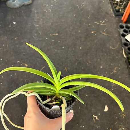 Vanda tessellata × sib 2.5"