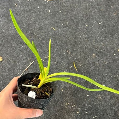 Vanda tricolor × sib 3.0"