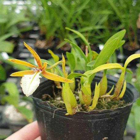 Epidendrum polybulbon × sib 1.7"