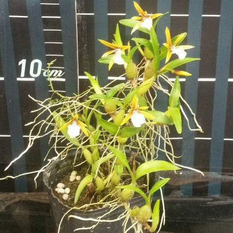 Epidendrum polybulbon × sib 1.7"