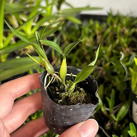 Epidendrum polybulbon × sib 1.7"