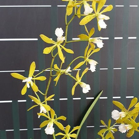 Encyclia tampensis var. alba × sib 2.5"