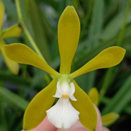 Encyclia tampensis var. alba × sib 2.5"