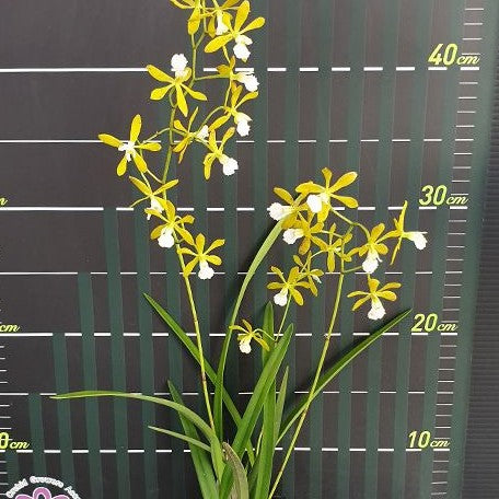 Encyclia tampensis var. alba × sib 2.5"