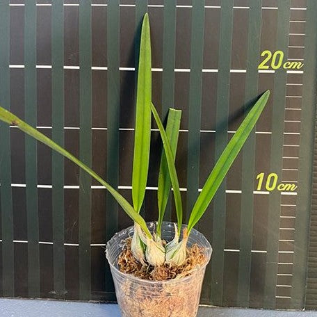 Encyclia tampensis var. alba × sib 2.5"