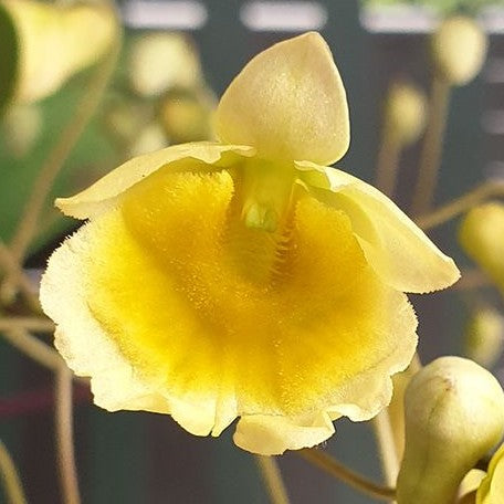 Dendrobium lindleyi × sib 2.5"