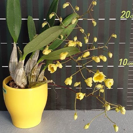 Dendrobium lindleyi × sib 2.5"