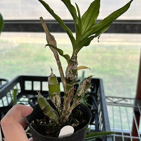 Chysis bractescens 2.5"