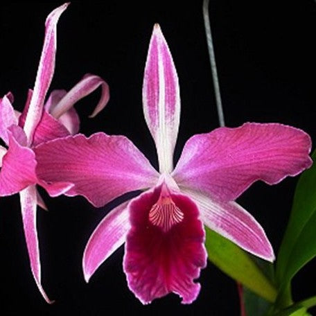 Cattleya(Laelia) purpurata var. sanguinea × sib 2.5"