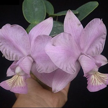 Cattleya nobilior var. amaliae × sib 2.0"