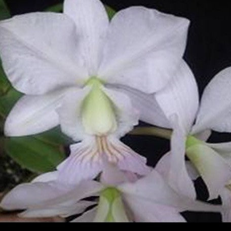 Cattleya nobilior var. amaliae × sib 2.0"