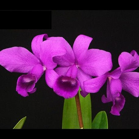 Cattleya bowringiana × sib 2.5"