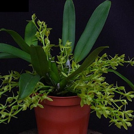 Epidendrum rousseauae × sib 1.7"