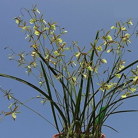 Encyclia nematocaulon × sib 1.7"