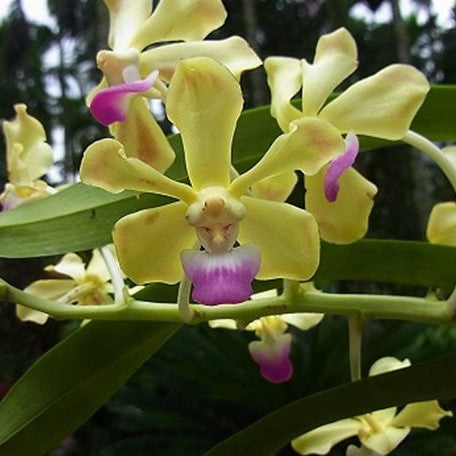 Vanda ustii × sib 3.5"