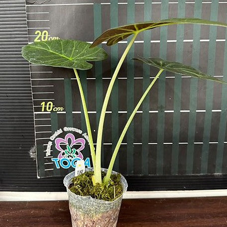 Alocasia 'Regal Shields' 2.5"