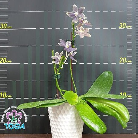 1711419429006f52e9102a8d3be2fe5614f42ba989-.webp