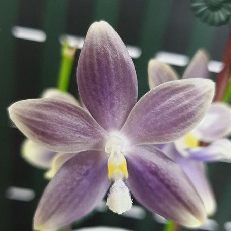 Phalaenopsis speciosa 'Super Purple' 2.5"