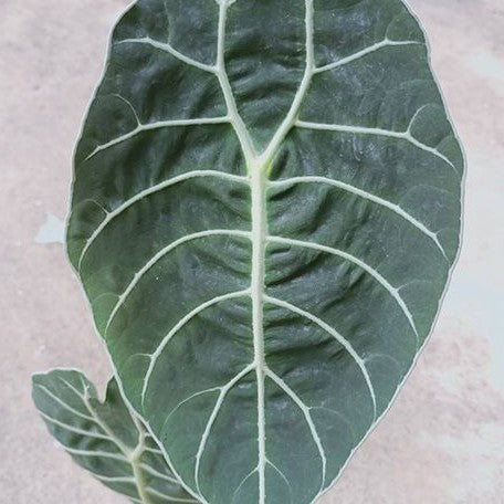 Alocasia watsoniana '3419' 2.5"